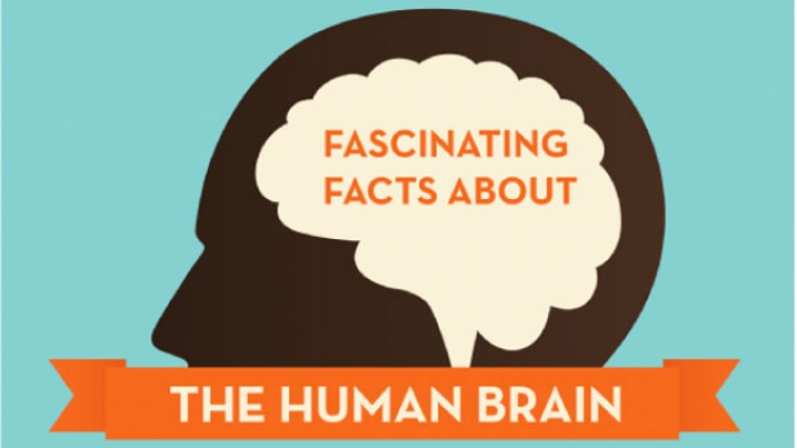 15 Fakta Menarik Tentang Otak Manusia