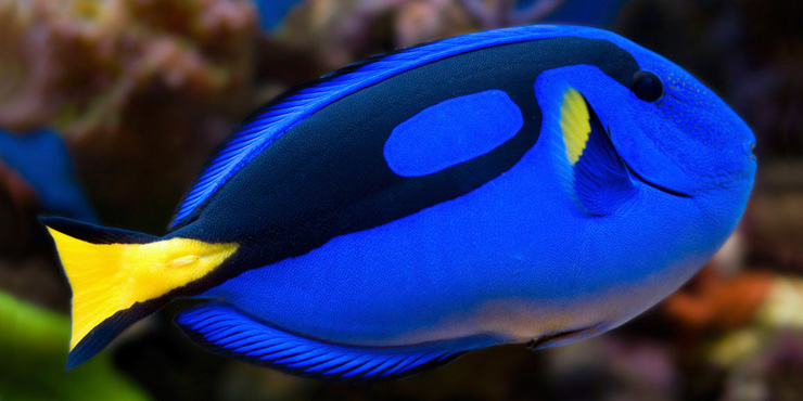 pacific blue tang